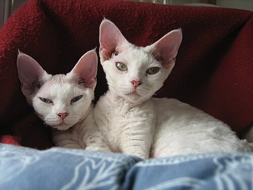 Foto de Devon Rex