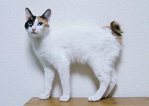 재패니즈 밥테일 사진