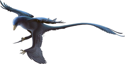 미크로랍토르 사진