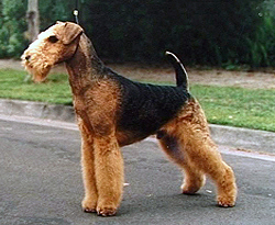 Photo of Airedale Terrier