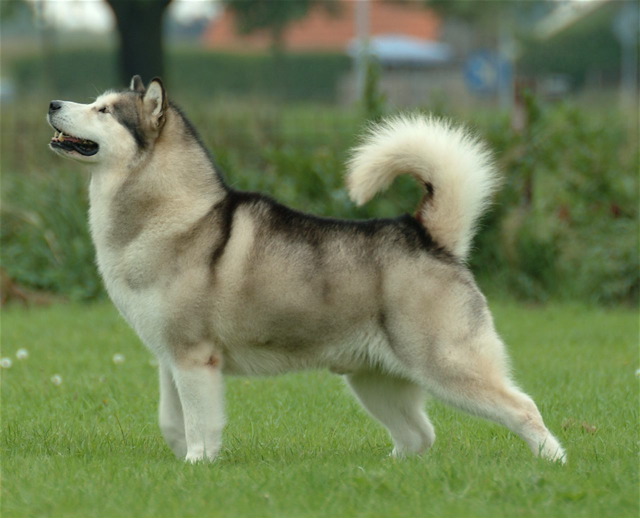 Photo of Alaskan Malamute