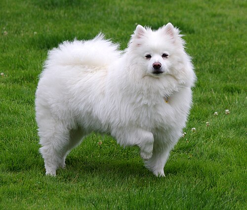Photo of American Eskimo Dog