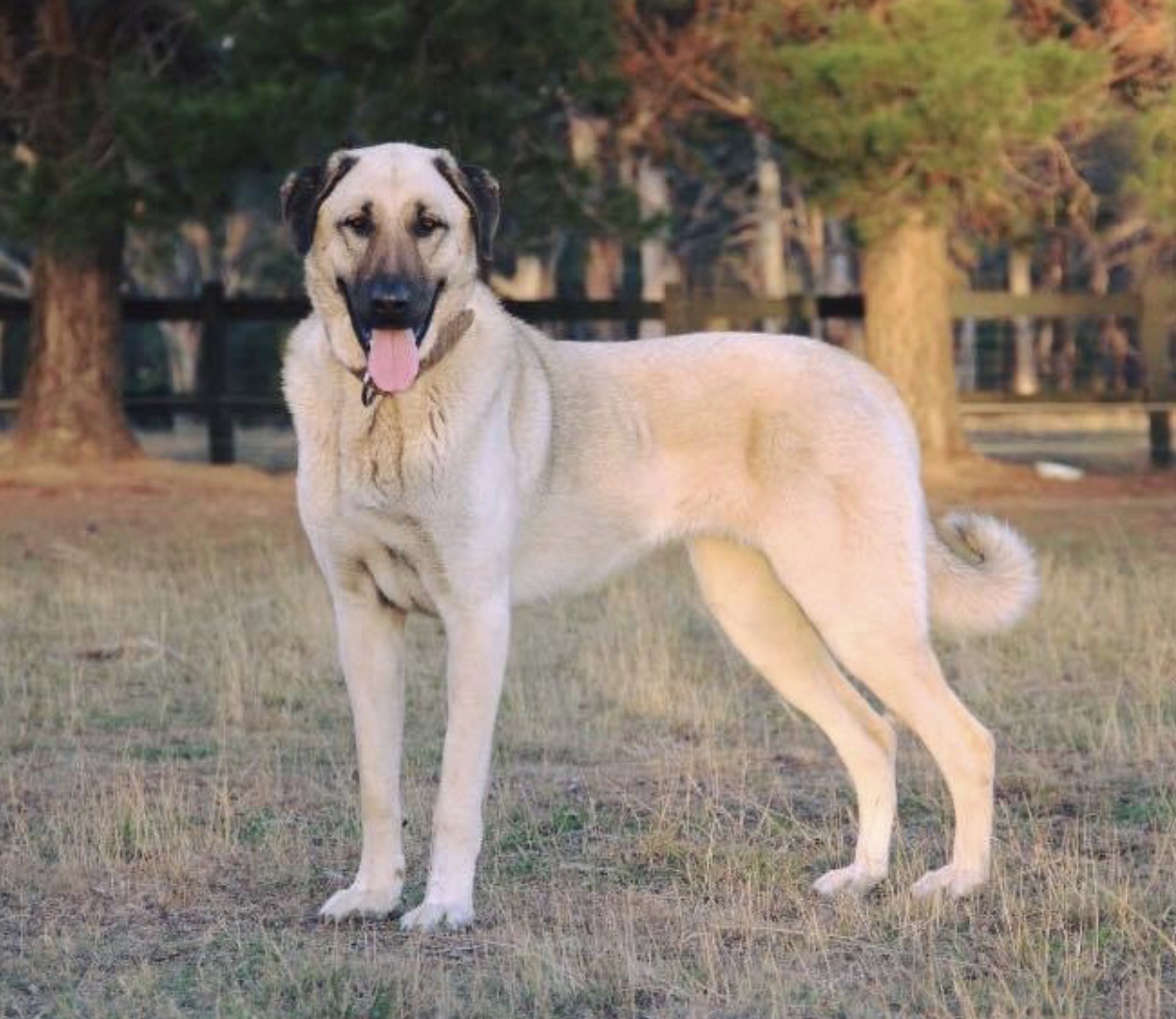 Photo of Anatolian Shepherd