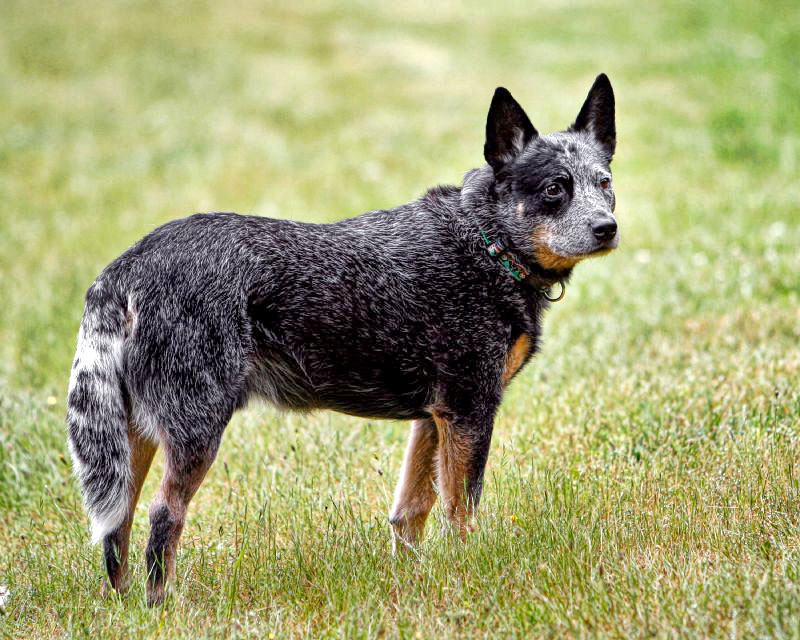 Photo of Australian Cattle Dog