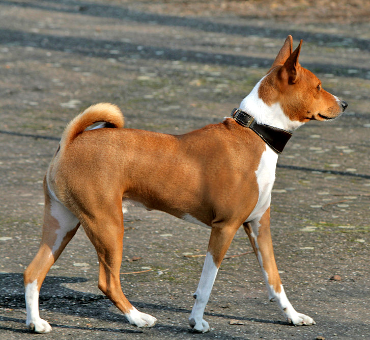 Photo of Basenji
