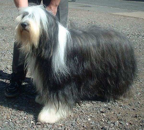 Photo of Bearded Collie