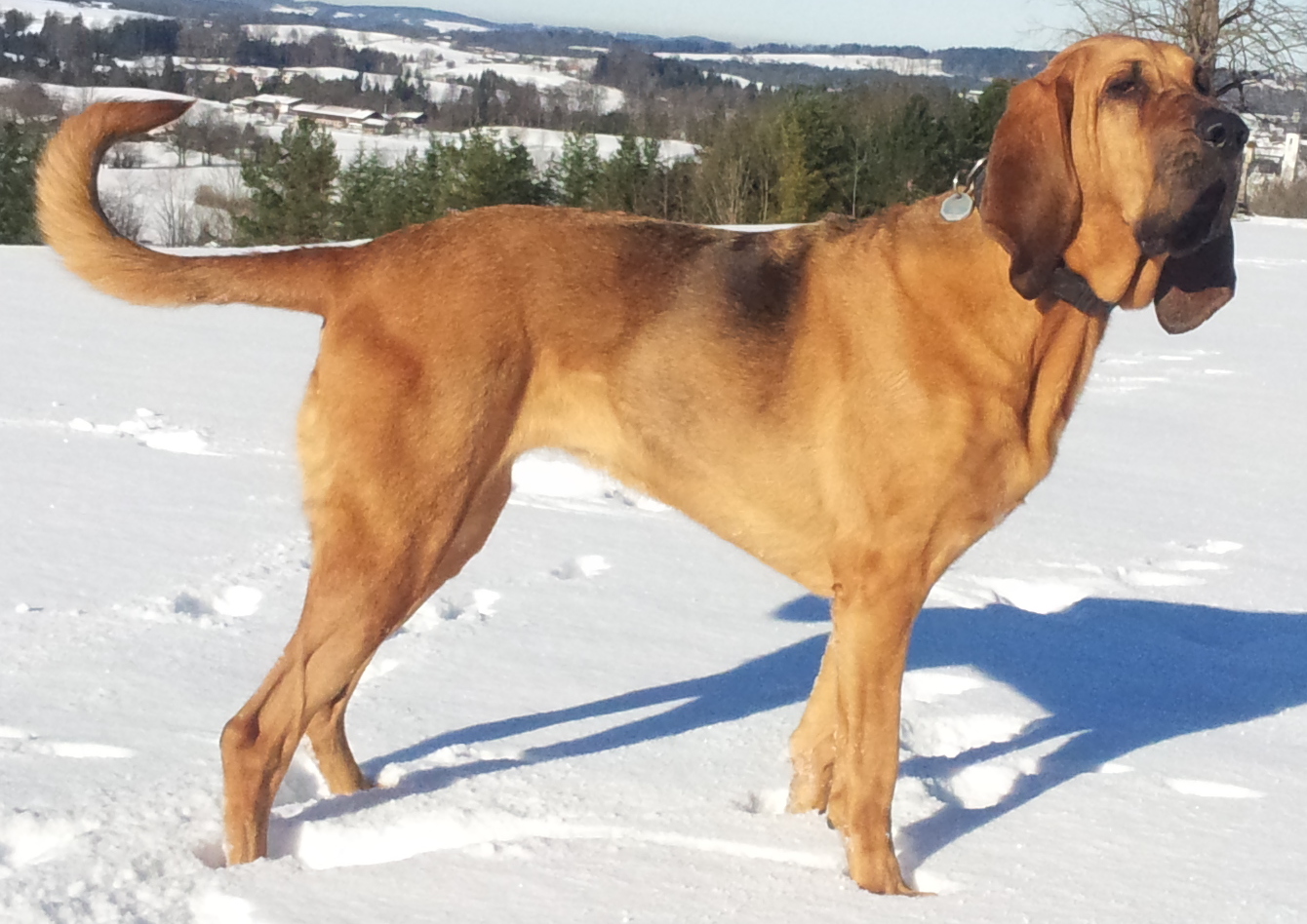 Photo of Bloodhound
