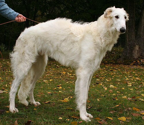 Photo of Borzoi