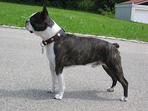 Photo of Boston Terrier
