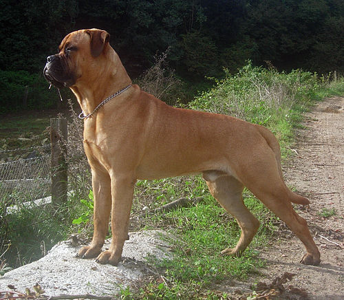 Photo of Bullmastiff