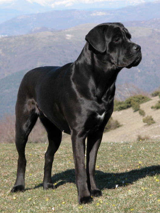 Photo of Cane Corso