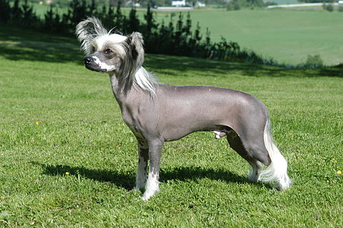 Photo of Chinese Crested