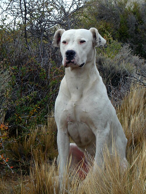 Photo of Dogo Argentino