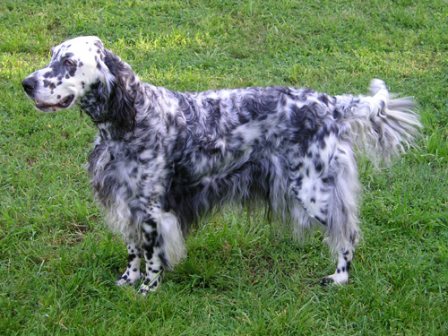 Photo of English Setter