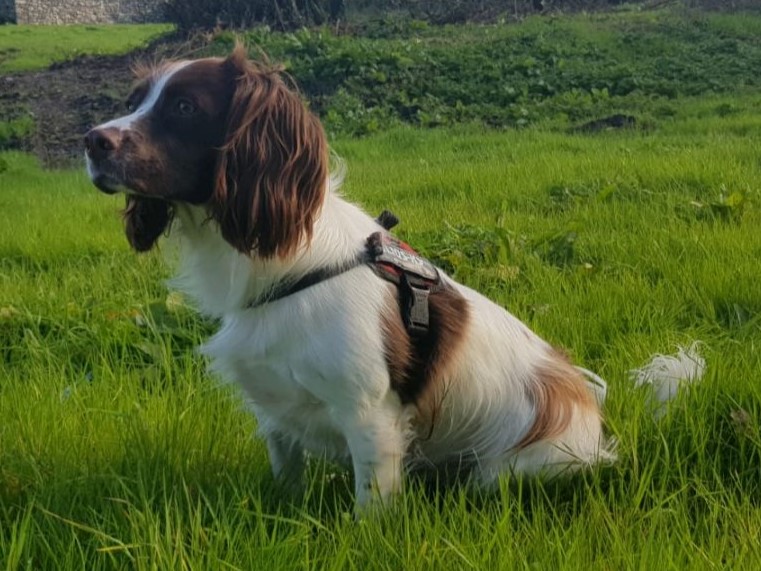 Photo of English Springer Spaniel