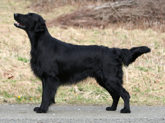 Photo of Flat-Coated Retriever