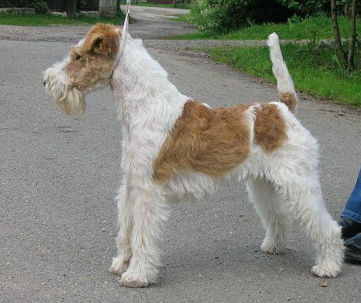 Photo of Wire Fox Terrier