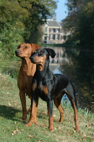 Photo of German Pinscher
