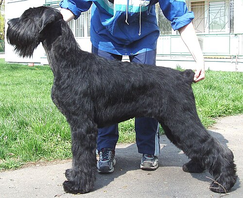 Photo of Giant Schnauzer