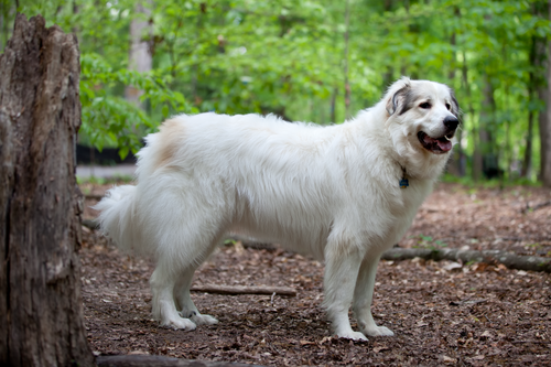 Photo of Great Pyrenees