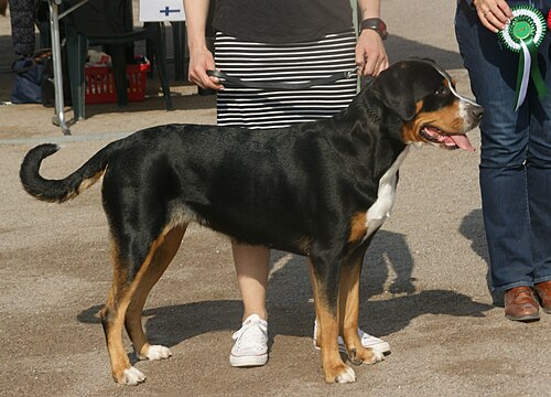 Photo of Greater Swiss Mountain Dog