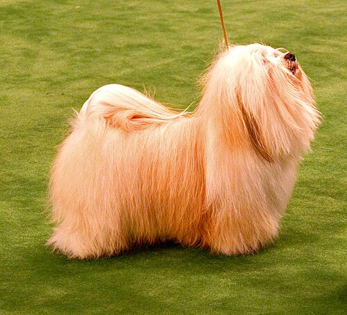 Photo of Havanese