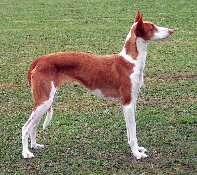 Photo of Ibizan Hound