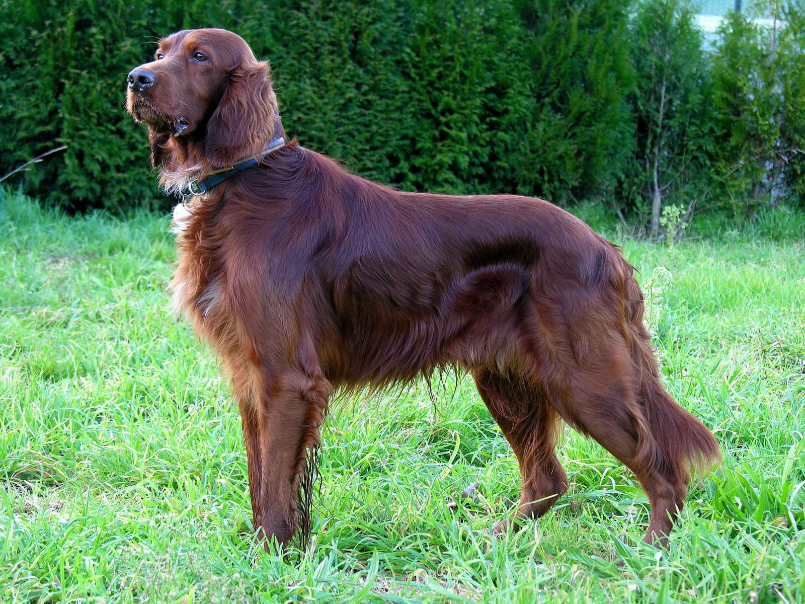 Photo of Irish Setter