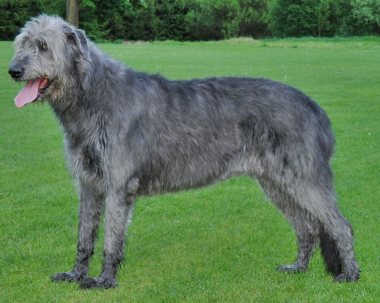 Photo of Irish Wolfhound