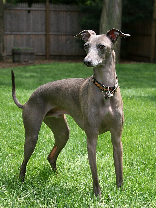 Photo of Italian Greyhound