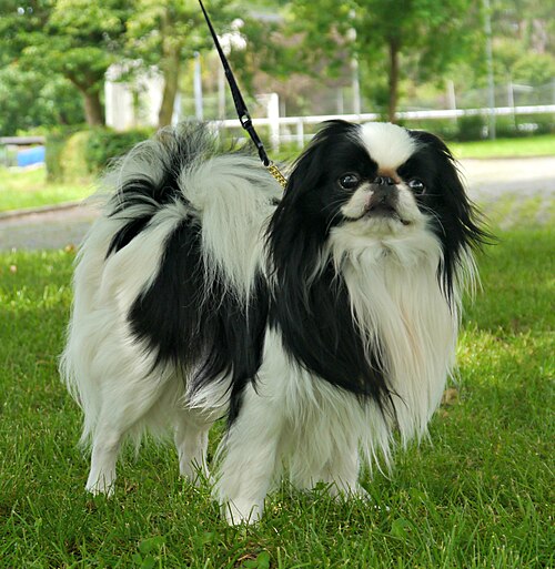 Photo of Japanese Chin