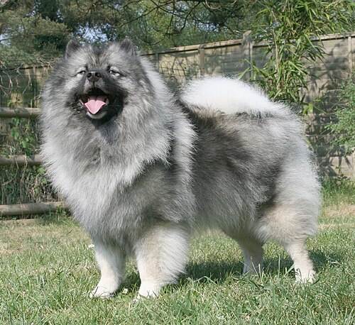 Photo of Keeshond