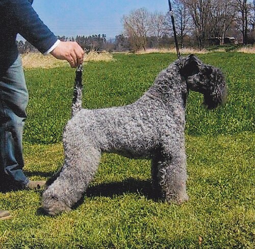 Photo of Kerry Blue Terrier