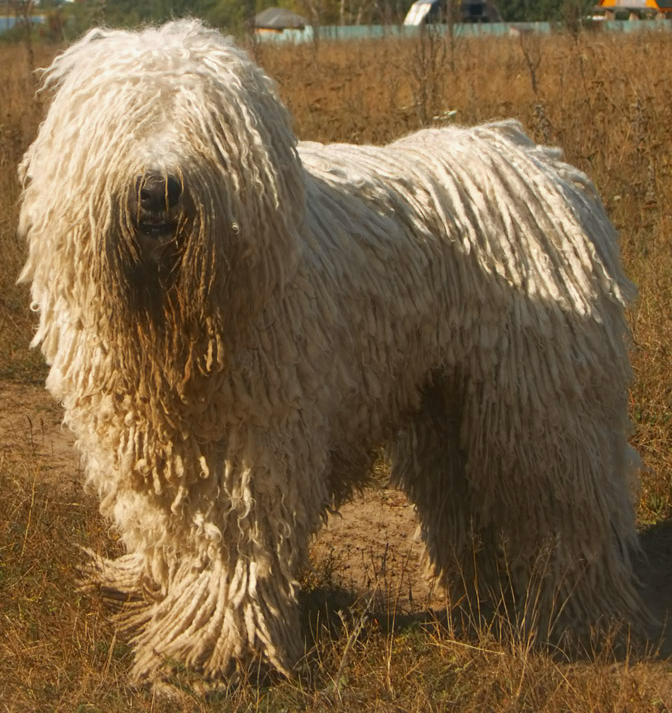 Photo of Komondor