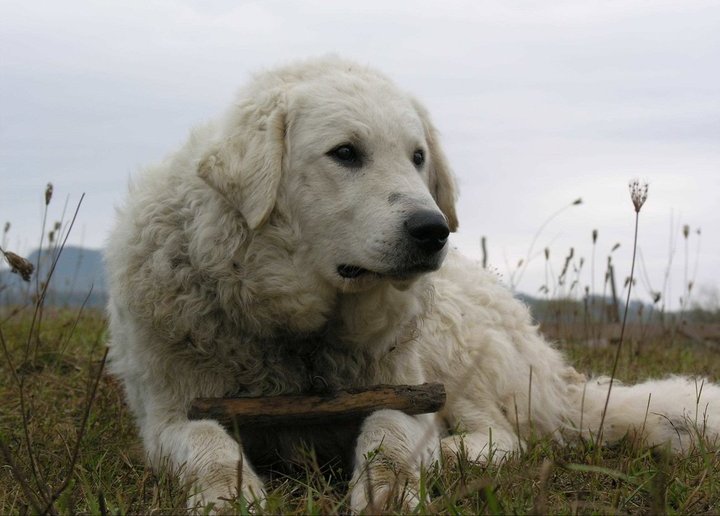 Photo of Kuvasz