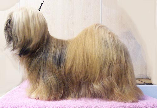 Photo of Lhasa Apso