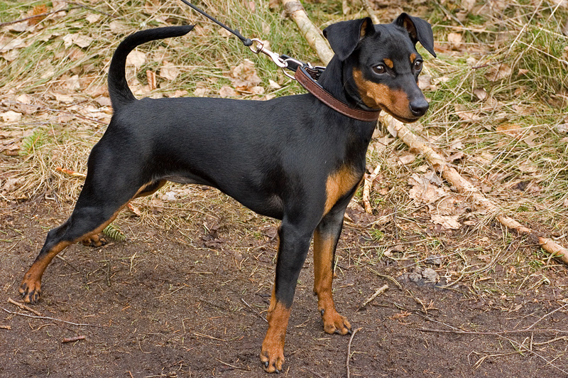Photo of Miniature Pinscher
