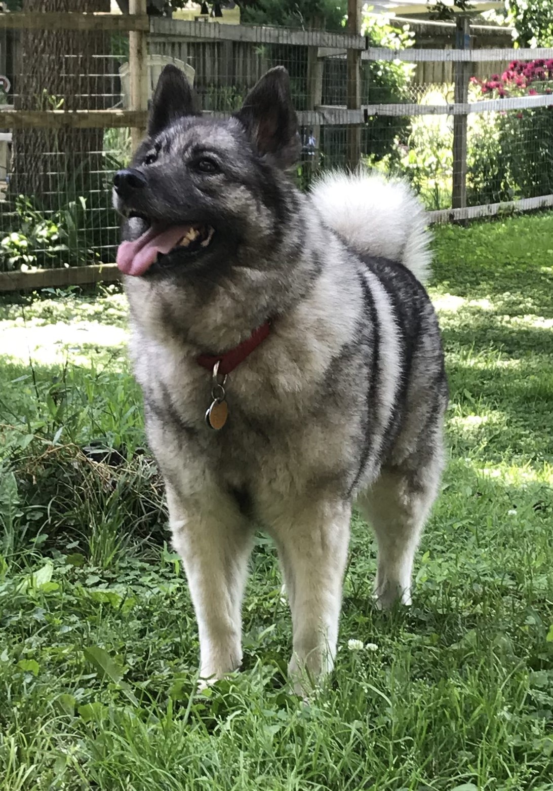 Photo of Norwegian Elkhound