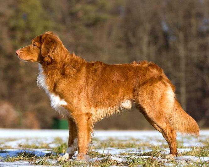 Photo of Nova Scotia Duck Tolling Retriever