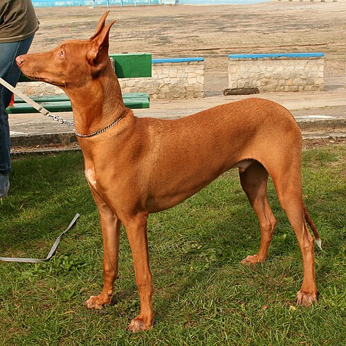 Photo of Pharaoh Hound