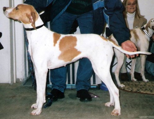 Photo of Pointer