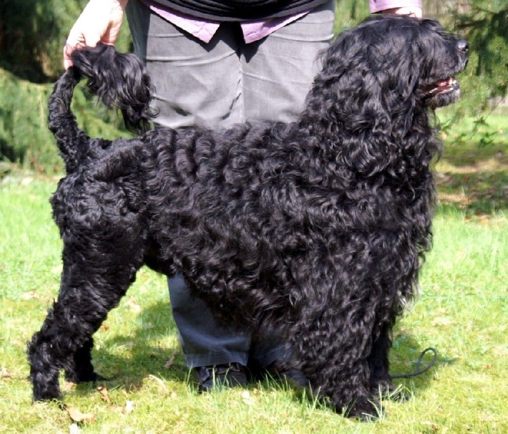 Photo of Portuguese Water Dog