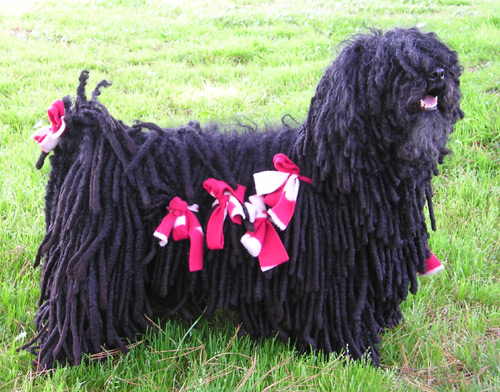 Photo of Puli
