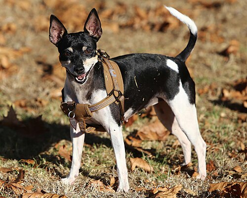 Photo of Rat Terrier