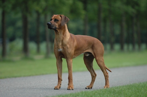 Photo of Rhodesian Ridgeback