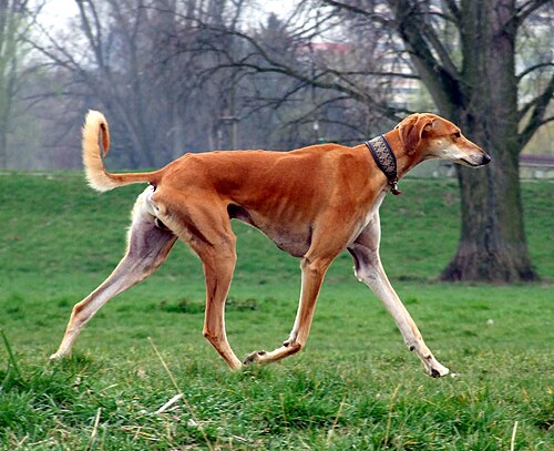 Photo of Saluki