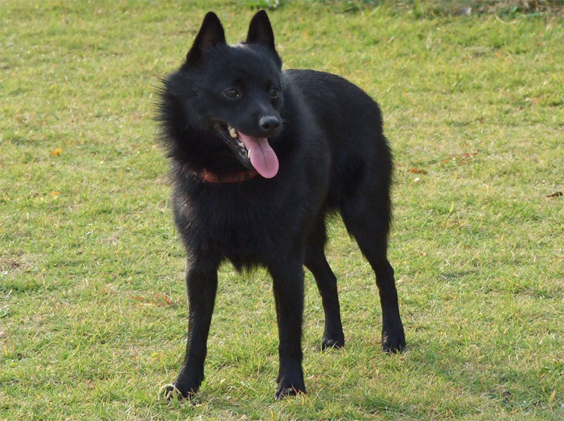 Photo of Schipperke