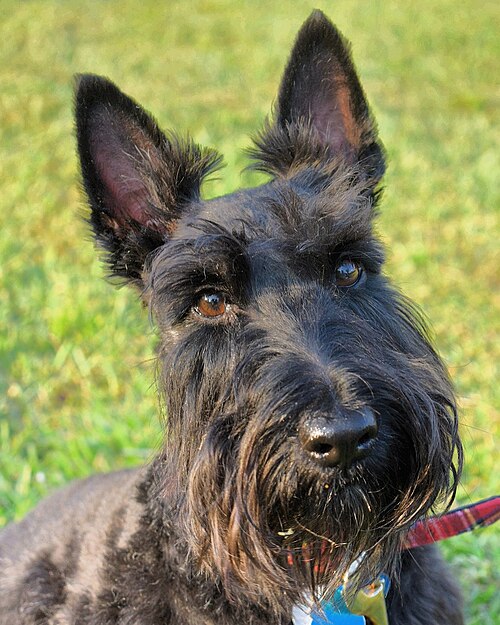 Photo of Scottish Terrier