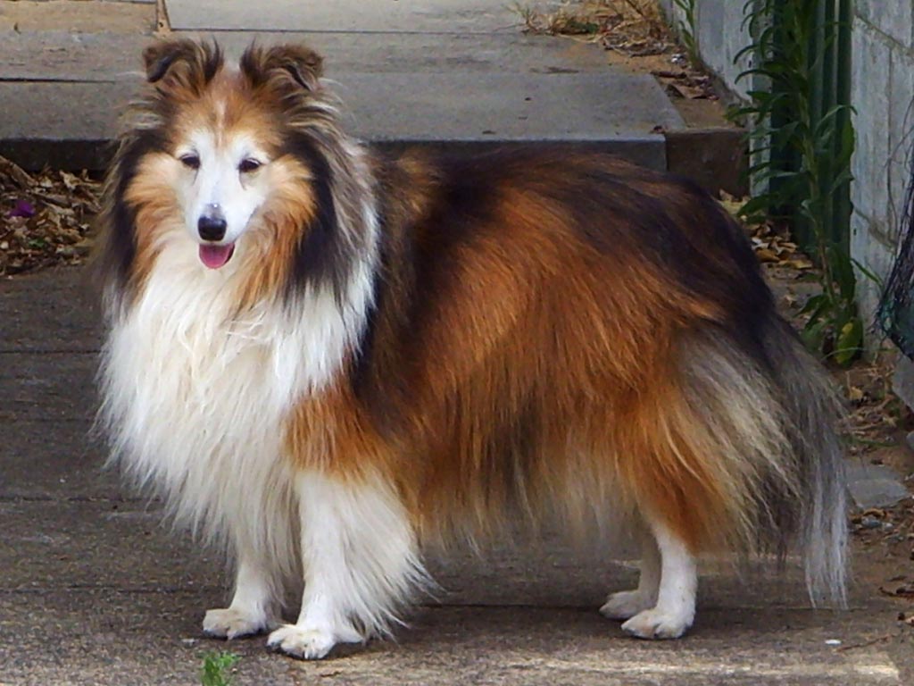 Photo of Shetland Sheepdog