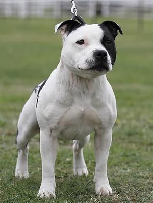 Photo of Staffordshire Bull Terrier